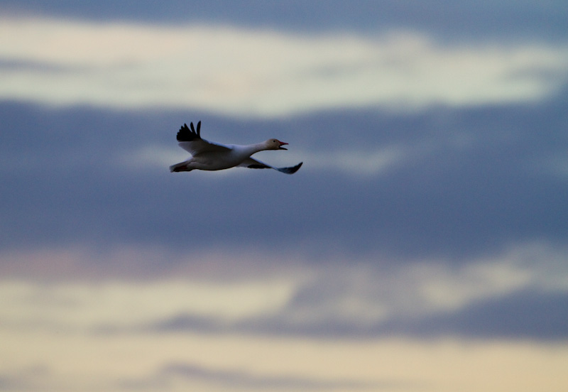 Snow Goose In Flight